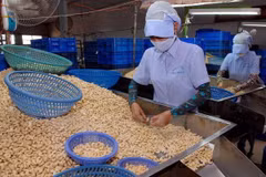 Chế biến hạt điều xuất khẩu. (Ảnh: TTXVN)