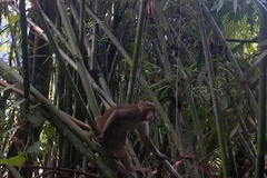 Khỉ mốc, một loài Linh trưởng đã xuất hiện tại Khu bảo tồn thiên nhiên Pù Hu, tỉnh Thanh Hóa. (Ảnh: Nguyễn Nam/TTXVN)