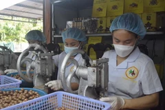 Công nhân sản xuất hạt macca rang sấy của Công ty Trách nhiệm hữu hạn một thành viên thương mại, xuất nhập khẩu Macca Sachi Thịnh Phát, thành phố Gia Nghĩa, Đắk Nông. (Ảnh: Nguyên Dung/TTXVN)