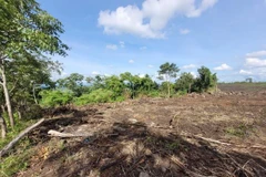 Gia Lai: Khởi tố vụ án “Hủy hoại rừng" tại huyện Chư Sê