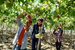 Du lịch cộng đồng ở Ninh Thuận thu hút du khách đến tham quan, trải nghiệm. (Ảnh: Công Thử/TTXVN)