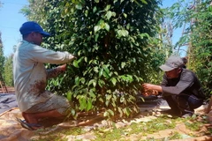 Người dân huyện Bù Đốp, tỉnh Bình Phước trải lưới dưới gốc để thu hoạch tiêu. (Ảnh: TTXVN phát)