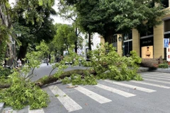 Cây xanh lớn đổ chắn ngang phố Lý Thái Tổ. (Ảnh: PV/Vietnam+)