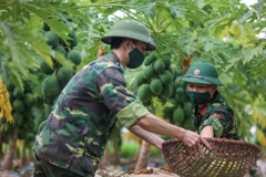 Sáng 24/8, Ban chỉ huy quân sự huyện Đan Phượng (Hà Nội) cùng với Xưởng X260 (thuộc Cục Quân Khí, Bộ Quốc Phòng) và lực lượng dân quân xã Phương Đình, Đan Phượng (huyện Đan Phượng) đã hỗ trợ người dân thu hoạch nông sản. (Ảnh: Minh Sơn/Vietnam+)