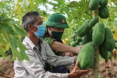 Bộ đội Cụ Hồ xắn tay, lội ruộng hỗ trợ nông dân thu hoạch nông sản