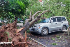Hàng loạt cây xanh đổ làm hư hỏng phương tiện trong trận bão tối 7/9. (Ảnh: PV/Vietnam+)
