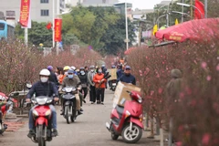 [Video] Người dân tấp nập mua sắm đào Tết tại chợ hoa lớn nhất Thủ đô