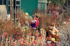 Người dân Thủ đô xuống phố mua đào chơi sớm dịp Tết Nguyên đán