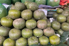 Giá cam sành đang được giảm giá tại các chợ trên địa bàn Thủ đô. (Ảnh: Minh Hiếu/Vietnam+)