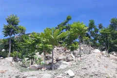 Cây Thanh thất có khả năng chịu được khí hậu khô hạn được trồng nhân rộng trên vùng núi đá rừng phòng hộ ven biển huyện Thuận Nam, Ninh Thuận. (Ảnh: Nguyễn Thành/TTXVN)