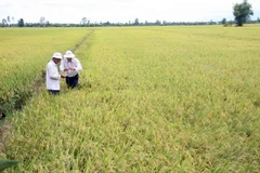 Đồng bằng Sông Cửu Long dự kiến gieo cấy gần 200.000 ha lúa