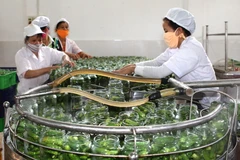 Dưa chuột bao tử xuất khẩu mất giá, nông dân Hà Nam lao đao