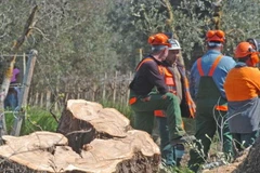 Gốc cây ô liu bị chặt hạ. (Nguồn: ANSA)