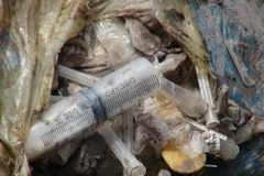 (Ảnh minh họa: Thanh Tân/TTXVN)