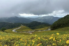 Những cánh đồng hoa dã quỳ vàng rực hai bên đường là điểm thu hút khách du lịch tới Mae Hong Son. (Ảnh: Huy Tiến/TTXVN)