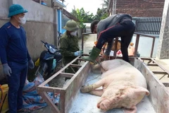 Xã Vĩnh Sơn, huyện Anh Sơn, đưa lợn nhiễm dịch tả lợn châu Phi đi tiêu hủy. (Nguồn: Báo Nghệ An)