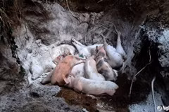 Xã Vĩnh Sơn, huyện Anh Sơn hiện đã tiêu hủy hơn 20 tấn lợn nhiễm bệnh. (Nguồn: báo Nghệ An)
