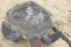 Quảng Trị: Giải cứu thành công cá thể rùa xanh quý hiếm về biển