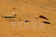 Ảnh minh họa. (Nguồn: TTXVN)