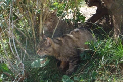 Mèo rừng châu Âu. (Nguồn: eol..org)