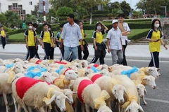 Ninh Thuận: Cừu diễu hành đón Năm Mới