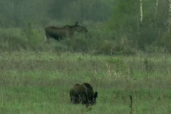 Quang cảnh hoang tàn ở Chernobyl. (Nguồn: iStock)