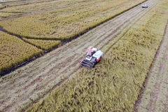 Thu hoạch lúa trên cánh đồng liên kết sản xuất của Tập đoàn Lộc Trời ở tỉnh An Giang. (Ảnh: Vũ Sinh/TTXVN)