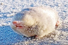 Chuột chũi vàng.. (Nguồn: Bangladessh Post)