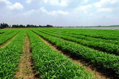 Dự kiến từ nay tới cuối năm 2015, VinEco sẽ cung ứng cho thị trường khoảng gần 4.000 tấn rau sạch đạt chuẩn VietGAP và GlobalGAP