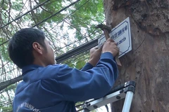 Hà Nội treo biển trưng cầu ý kiến người dân về thay thế cây xanh