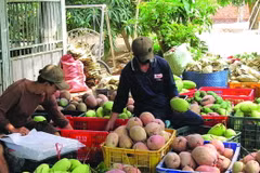 Nông dân Bình Phước Xuân trúng lớn với xoài ba màu dịp Tết