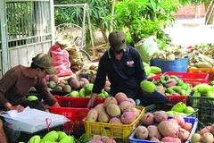 Nông dân Bình Phước Xuân trúng lớn với xoài ba màu dịp Tết