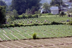 Mưa kéo dài khiến sản lượng rau Đà Lạt sụt giảm gần 1.000 tấn