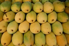 Đồng Nai chi 28 tỷ đồng phát triển xoài Cát Chu xuất sang Nhật