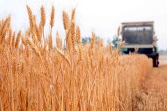 Ảnh minh họa. (Nguồn: THX/TTXVN)