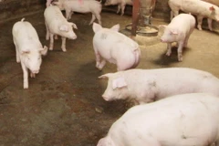 Ảnh minh họa. (Nguồn: TTXVN)