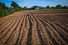 Những thửa ruộng khô cằn vì hạn hán ở Ninh Thuận. (Ảnh: Trọng Đạt/TTXVN)