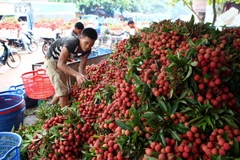 Trái vải Việt Nam sẽ tiến vào thị trường khó tính Australia. (Ảnh: Quý Trung/TTXVN)