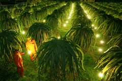 Thắp điện nâng cao năng suất thanh long. (Ảnh: Ngọc Hà/TTXVN)