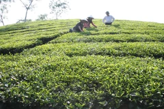 Một góc đồi chè ở huyện Thanh Ba đang cho thu hoạch. (Ảnh: Đình Huệ/TTXVN)