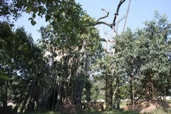 Tuyên Quang: Sự hồi sinh kỳ diệu của cây đa Tân Trào lịch sử