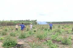 Sau 10 năm cho thuê, 70 hộ dân ở Gia Lai mất trắng gần 200ha đất