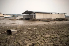 Cảnh khô hạn ở hồ Aleixo, khu vực Manaus, Amazonas, Brazil tháng 10/2015. (Nguồn: AFP/TTXVN)