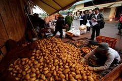 Kiểm tra vựa khoai tây trong chợ Nông sản Đà Lạt. (Ảnh: Nguyễn Dũng/TTXVN)