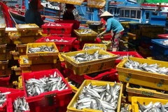 Tập kết cá nục suôn ở cảng Đá Bạc. (Ảnh: Nguyên Lý/TTXVN)