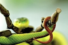 Cảnh báo tình trạng rắn lục đuôi đỏ cắn người trong mùa mưa