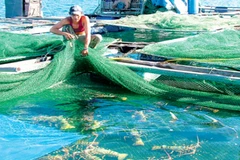 Khánh Hòa tìm giải pháp phát triển nghề nuôi tôm hùm bền vững 