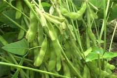 Hà Nội phát triển giống đậu tương DT84 mới cho năng suất cao 