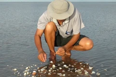 Nông dân Tiền Giang mất trắng 180 tỷ đồng vì nghêu chết hàng loạt