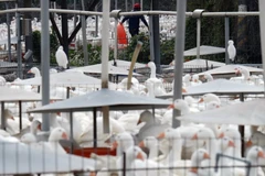 Ảnh minh họa. (Nguồn: AFP/TTXVN)